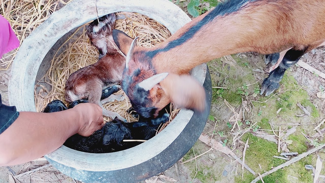 🌱রাস্তার পাশে আমাদের ছাগলে বাচ্চা দিছে তিনটে ফুট ফুটে ছাগল ছানো হয়েছে🥰