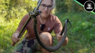 I catch 100s of Snakes doing This: & so can YOU! [South Africa]