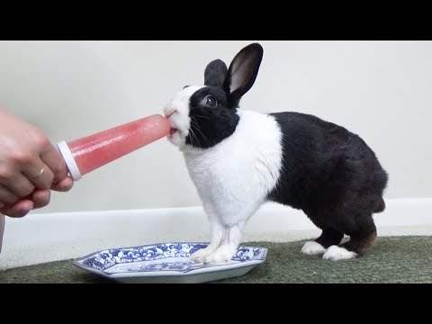 Rabbit eating watermelon popsicle ASMR