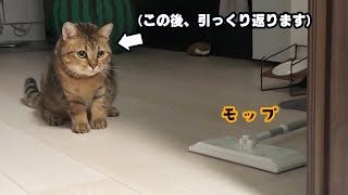 【神回】勝手にモップに驚き、鬼の猫パンチを連打するネコ