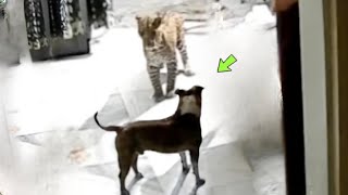Finally Leopard Vs Pitbull Real Face To Face