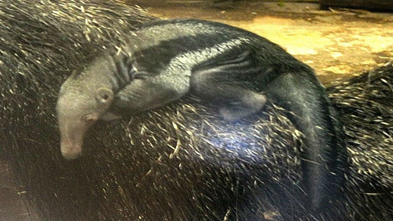 Fourmilier Geant Bebe Giant Anteater Baby Zooparc De Beauval 18 Youtube Fourmilier Geant Bebe Giant Anteater Baby Zooparc De Beauval 18 Youtube