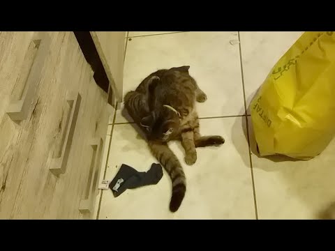 Video: Miskraam Bij Katten