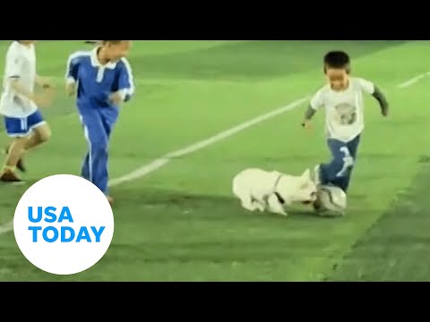 Mischievous puppy steals soccer ball during a match | USA TODAY