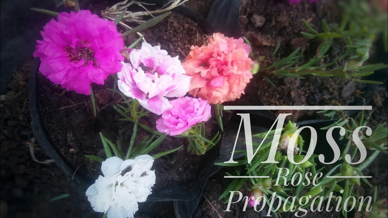 How To Propagate Vietnam Moss Rose From Cutting Portulaca Grandiflora