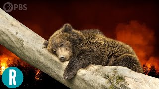 How is Climate Change Affecting Hibernation Patterns of Animals?