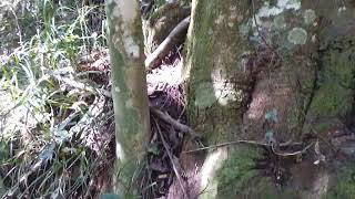 Como Capturar Abelhas Tubuna Qual É O Segredo