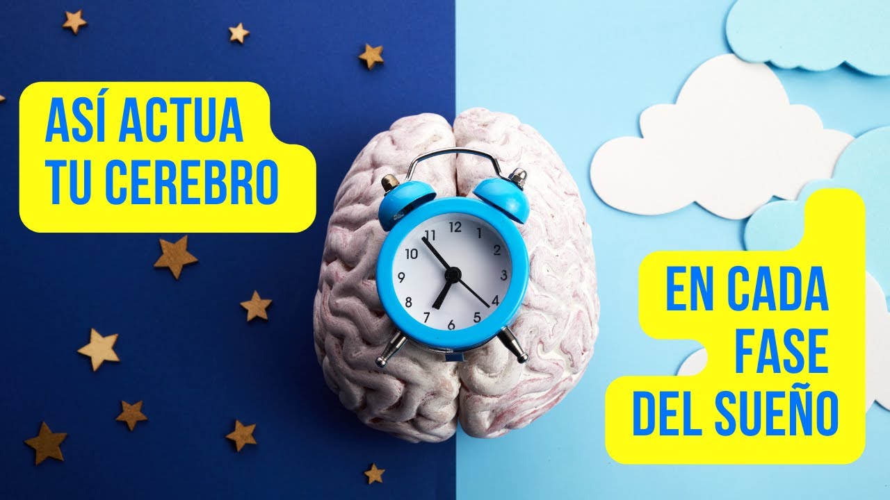 Descubre las Fases y Etapas del Sueño para Dormir Mejor - YouTube