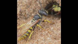 Wasps are great 2 #shorts #nature #wasps