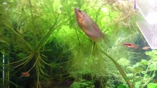 Parade Gouramis Leeri