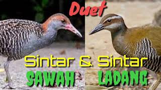 Suara duet pikat burung sintar sawah & ladang di jamin ampuh