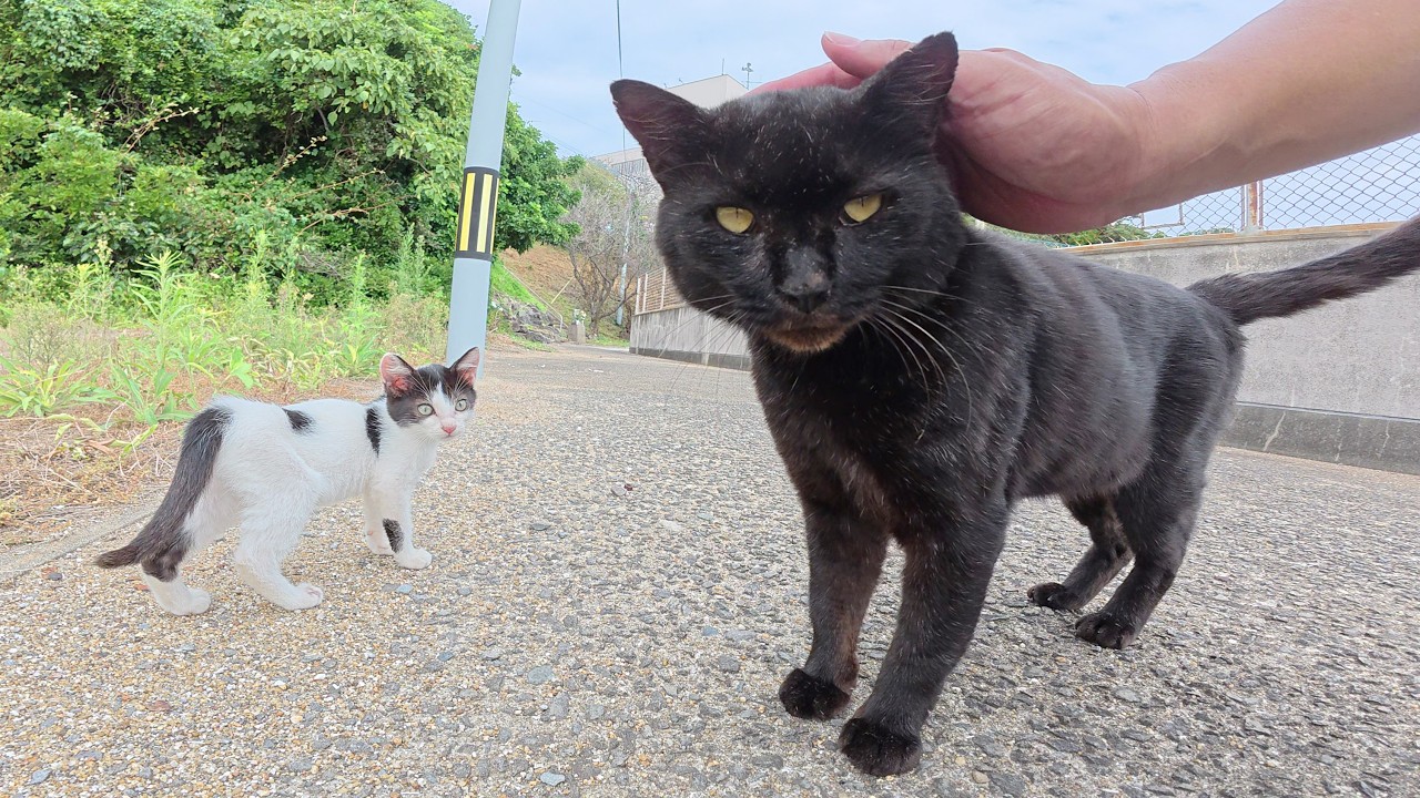 Пока я играл с суровым на вид черным котом, ко мне подошли несколько котят.