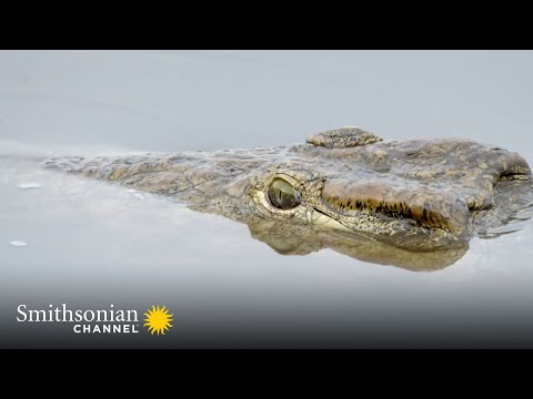 A Young Puku Risks Death by a Nile Crocodile 🐊 Tales From Zambia | Smithsonian Channel Instructional Video