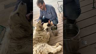 Senior Dogs Keep Escaping To Visit Grandparents l The Dodo