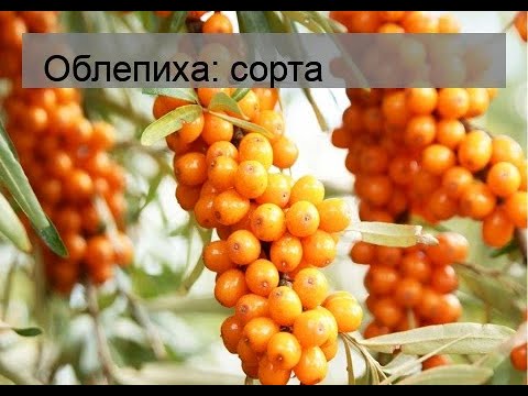 Облепиха: сорта