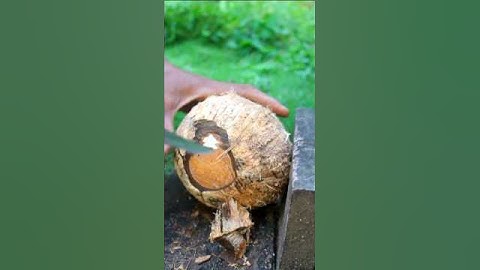 Dredging yellow coconuts from the shell