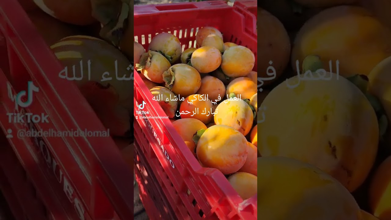 العمل في الكاكي ماشاء الله تبارك الرحمن تابعونا