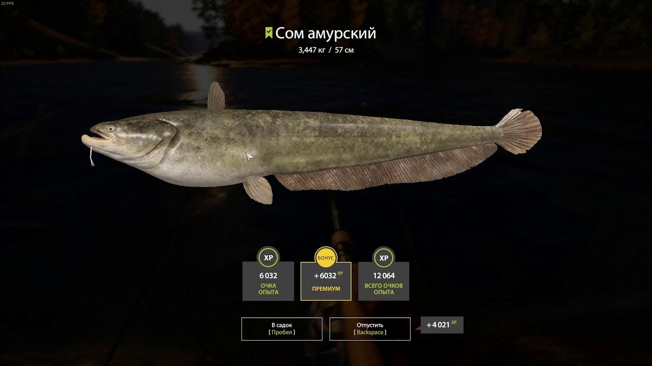 сом амурский русская рыбалка 4. колюшка реальная рыбалка. амурский сом реальная рыбалка. реальная рыбалка. русская рыбалка 3 7 6 майгунна щука.