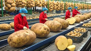 Inside the Potato Processing Factory – How Raw Potatoes Become Global Food Products (Full Process)