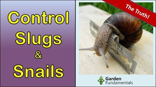 Slugs & Snails 🧨️💩💊 Which Home Remedies Work Best? Pond Snail Problem And Remedies