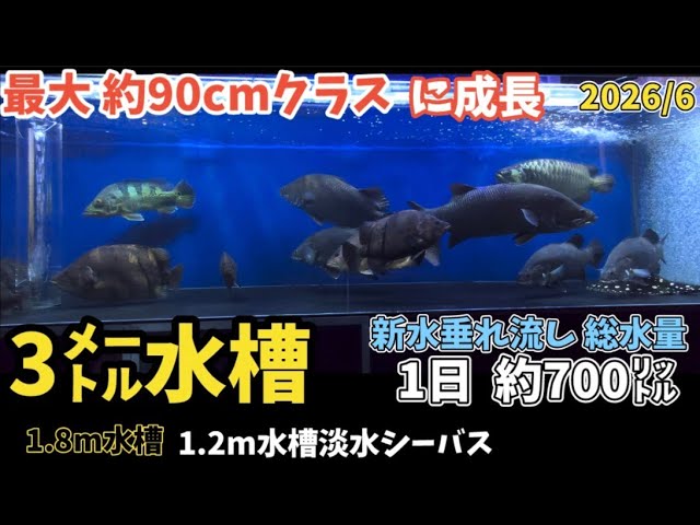 新魚導入】激安！アジアアロワナ！グリーンアロワナ最高峰・ミャンマー