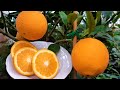 Апельсин. Первый урожай в теплице