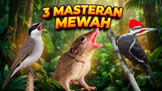3 MASTERAN MEWAH SUSAH DICARI! Kombinasi Bajing Kekes, Pelatuk Bawang & Jinjing Petulak
