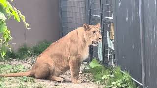 円山動物園 ライオン イト 人とあそぶ