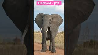 Wild Animals Name in English #wildanimalsnames #shorts