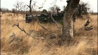 Sabi Sabi Raw Footage (uncategorised) - 2017 FULW1869