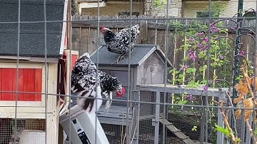 Why You REALLY Need to Use Bird Netting in Your Chicken Run