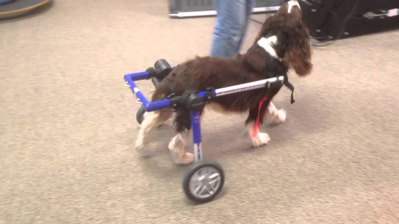 Gidgett - MAESSR Foster