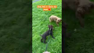 Puppy meets his Mam in the park #puppy #cockapoo #dogs #puppylove #cutepuppy #cutedog #dogshorts