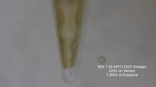 Pond Life Through the Microscope: Diatoms 5