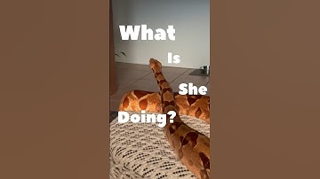 Living Room Snake Staring At Her Spot?  What is she thinking? 🐍 🤔 #animals #shorts