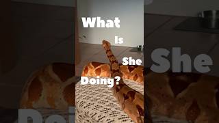 Living Room Snake Staring At Her Spot?  What is she thinking? 🐍 🤔 #animals #shorts