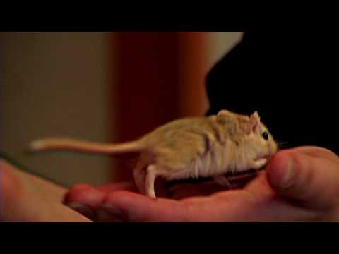 Video: Blyforgiftning I Gerbils