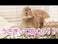 【うさぎ】うさぎの鳴き声【Rabbit】How the rabbit rings?　#26