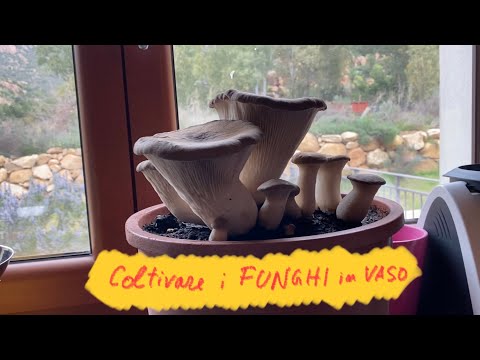 Video: Esperienza Nella Coltivazione Di Funghi Di Bosco Nel Loro Cottage Estivo