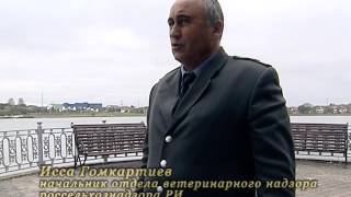 Падеж птицы в районе пруда г. Назрань Падеж птицы в районе пруда г. Назрань