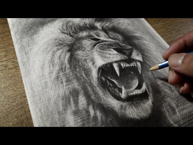 Drawing of lion roaring stock image. Image of artistic - 85080869