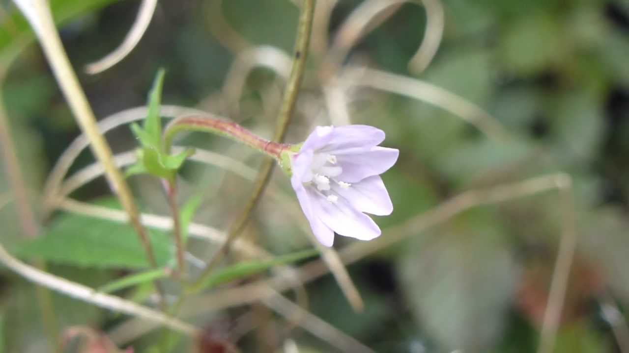 Willowherb -   Lindadúnurt  - Heiðadúnurt - Mýradúnurt -  Villiplanta