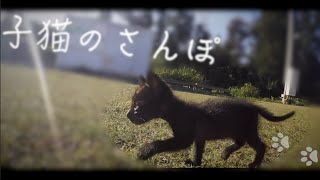 子猫、初めてのさんぽ【ライムのさんぽ】