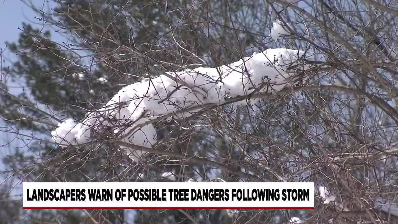 Tree crews remain busy clearing damage from Tuesday’s nor’easter
