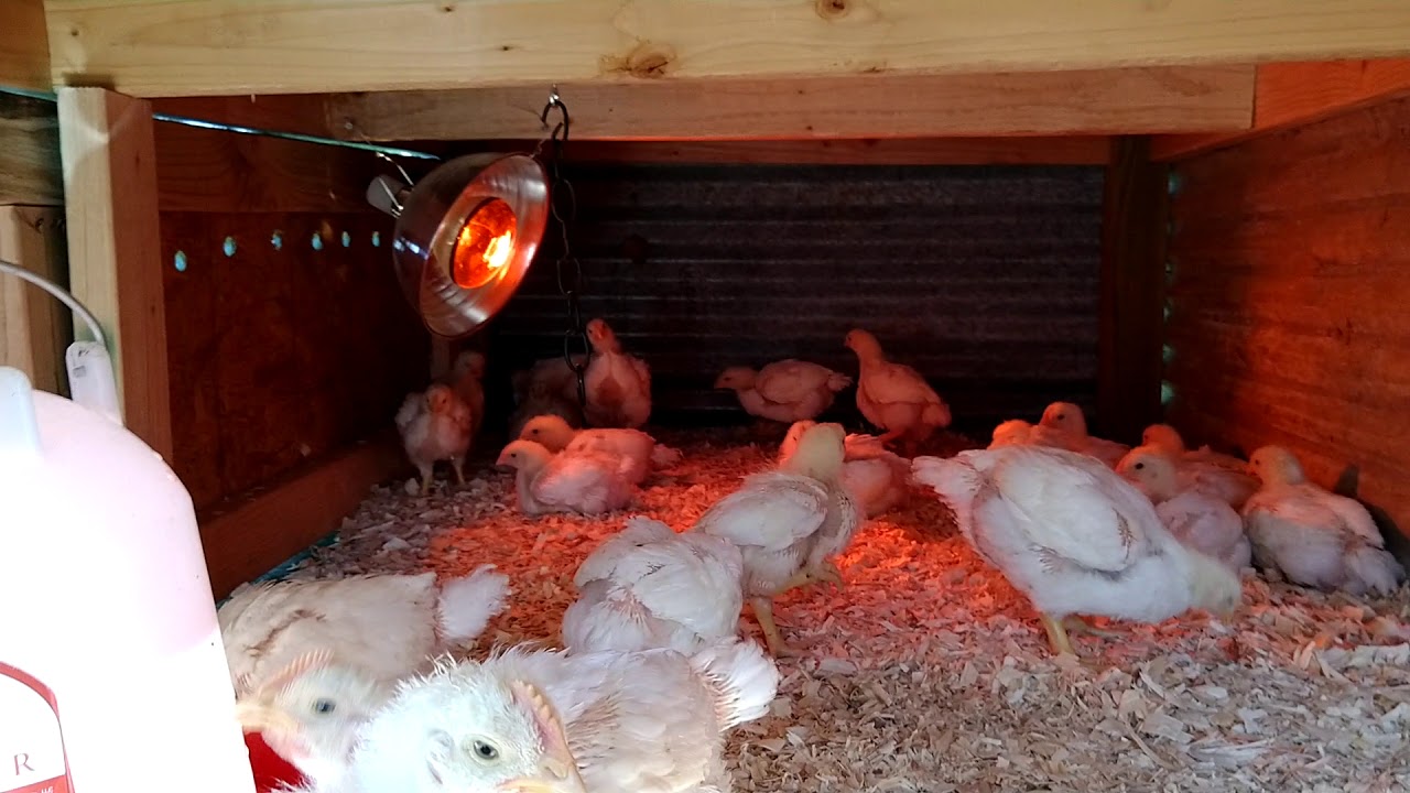 raising meat chickens for beginners Homestead Chickens The Cornish Cross Process. Moving To The Coop!!!