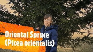 How to Identify Different Types of Spruce Trees
