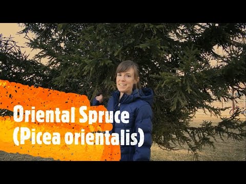 Video: Types Of Spruce (96 Photos): European, Korean, Sitka And Other Varieties, Ate 
