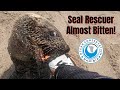 Seal Rescuer Almost Bitten