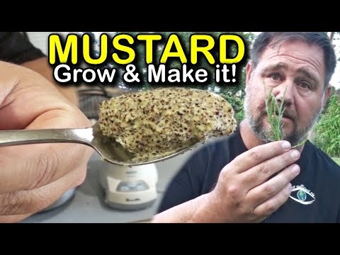 Video: Growing Mustard For Salad