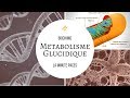 [Biochimie] - Métabolisme glucidique